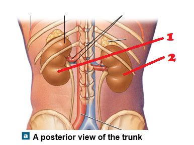 A Pii Lab Exam Renal Flashcards Quizlet