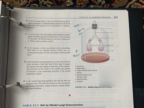 33 3 Model Lung Bell Jar Model Diagram Quizlet