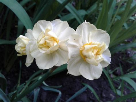 Нарцисс Махровый Микс (Махровый Микс)🌷 - купить луковицы и клубни в ...