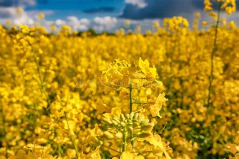 Canola Field Full Flowering Stock Image Image Of Camera Agriculture