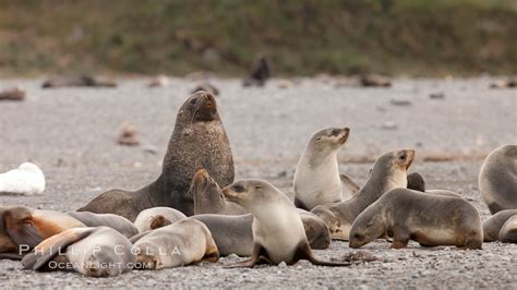 A Colony Of Antarctic Fur Seals Arctocephalus Gazella Right Whale Bay South Georgia Island