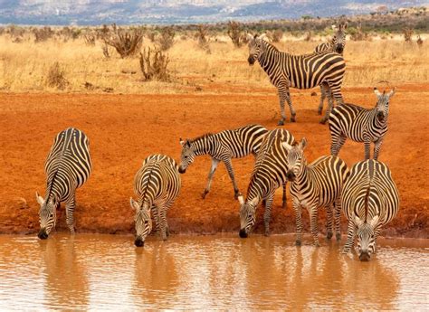 Best Time To Visit Kenya Rough Guides