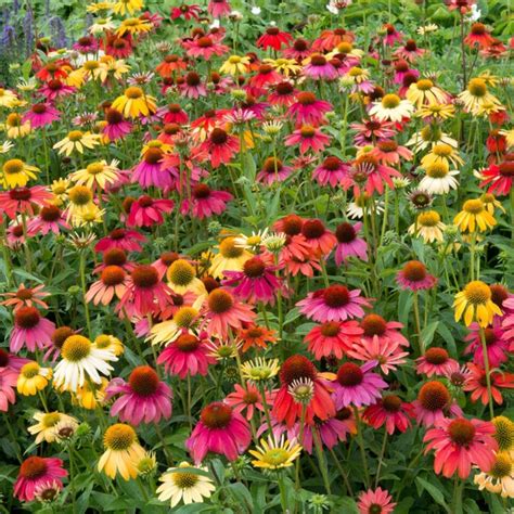 Echinacea Cheyenne Spirit Coneflower The Plant Store Nz