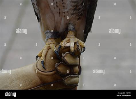 Talons of a red tailed hawk Stock Photo - Alamy