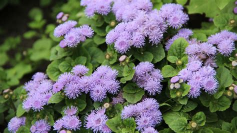 Ageratum Plantation Entretien Soin Le Parisien