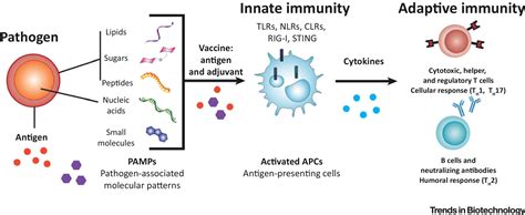 Adjuvants: Types and Functions • Microbe Online