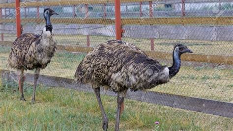 Emu Farming In India Pashudhan Praharee