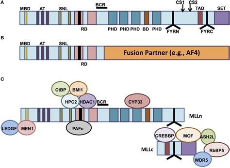 The Structure Of Mixed Lineage Leukemia MLL And Normal Vs Aberrant