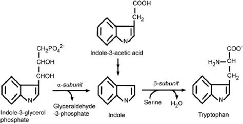 Biosynthesis of tryptophan by Saccharomyces cerevisiae catalyzed by... | Download Scientific Diagram