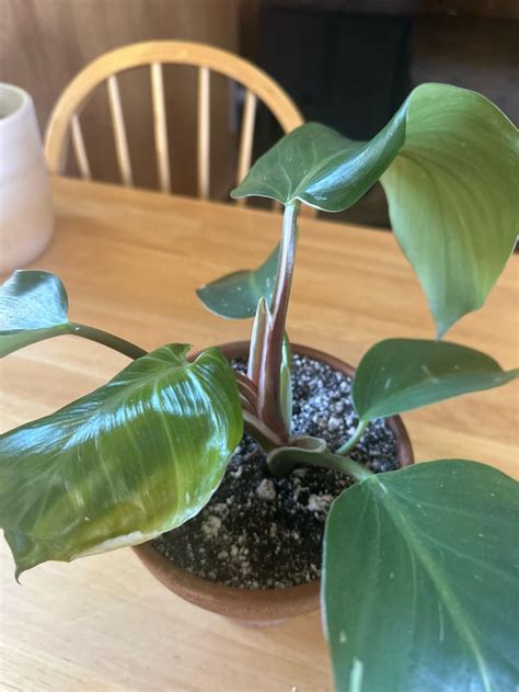 Philodendron Identification Rhouseplants