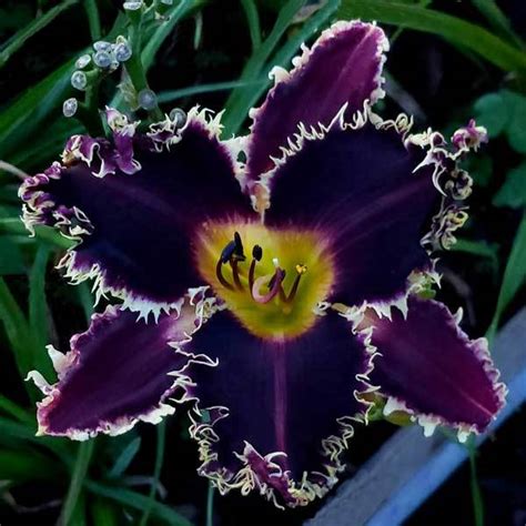 Daylily Hemerocallis Spacecoast Fear The Reaper In The Daylilies