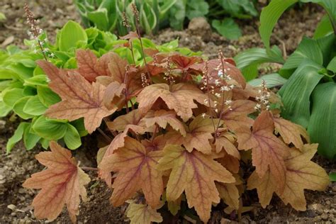 Heuchera - The Obsessed Gardener | Heuchera, Plants, Garden