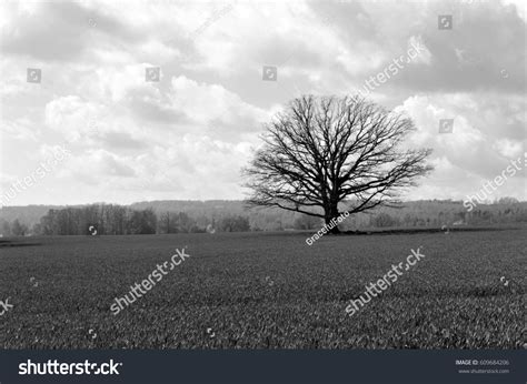 Beautiful Naked Oak Tree Field Black Stock Photo Shutterstock
