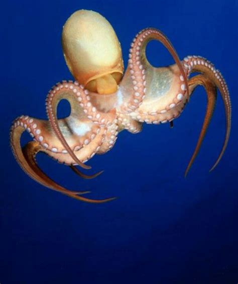 Octopus Beautiful Sea Creatures Ocean Creatures Sea Creatures