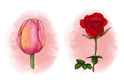 Tulip and Rose Flower Illustration Graphic by akisejaillirpa · Creative ...