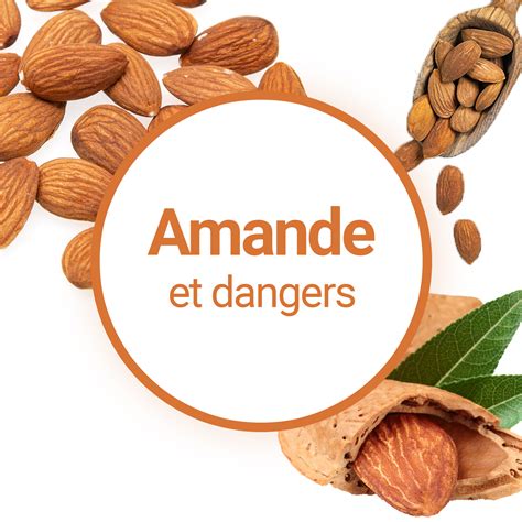 Les Amandes Sont Elles Toxiques