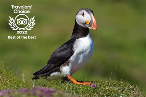 Puffin And Volcano Tour In Iceland Visit Vestmannaeyjar