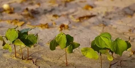 土壤酸化的危害及如何改良土壤酸化 微生物 土壤 根系 新浪新闻