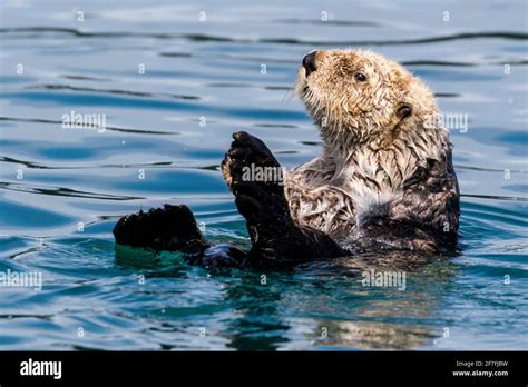 An Adult Sea Otter Enhydra Lutris Swimming In Glacier Bay National