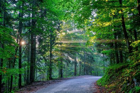 Sunrise Forest II Photograph by Marco Secchi | Fine Art America