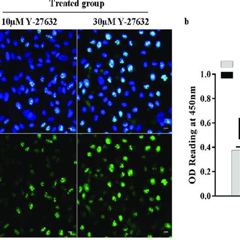 The Effect Of Rock Inhibitor Y 27632 On Cell Proliferation A Arpe 19 Download Scientific