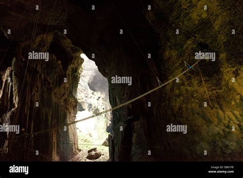 Workers on ladders harvest bird nests at Gomantong Caves in Sandakan ...