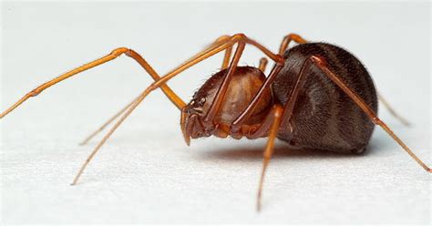 Araña Escupidora Oscura Arácnidos de la Peninsula de Yucatán