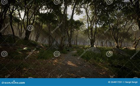 Creepy Mystic Magic Deep Forest Stock Image Image Of Magic Beauty