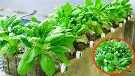 Discover The Secret Grow Bok Choy Easily In Plastic Bottles Youtube