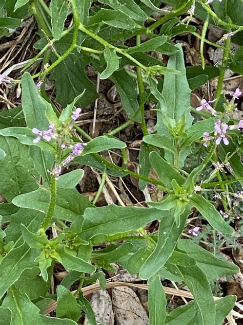 Purple Flower Weed Identification Chart