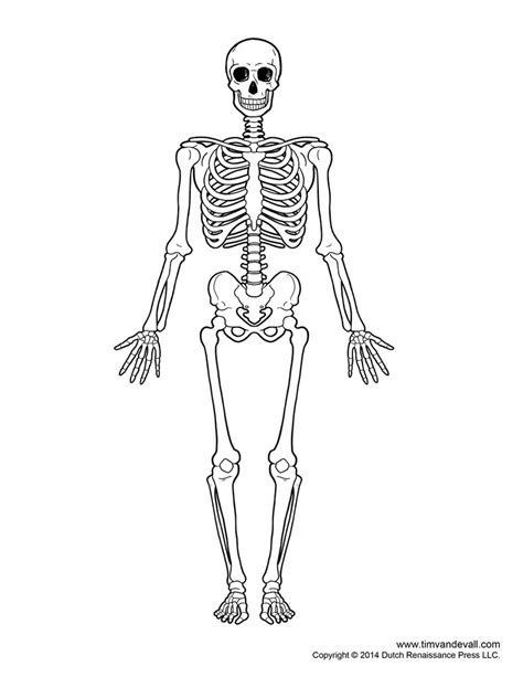 Skeleton System Part 2 Diagram Quizlet