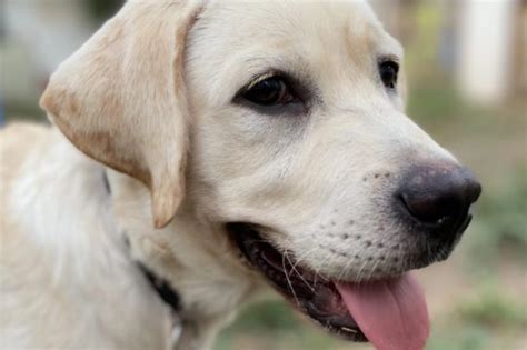 Vuurwerkangst Bij Honden Alles Over Labradors