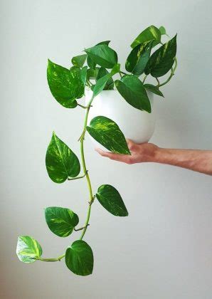 11 Amazing Science-Backed Pothos Plant Benefits