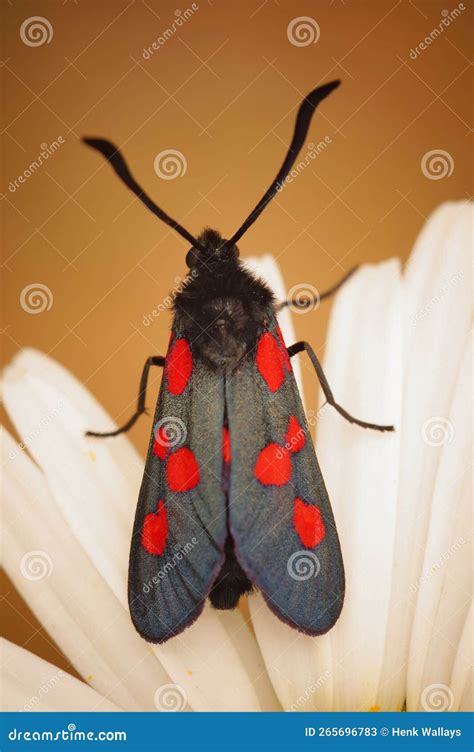 Vertical Closeup On A Colorful Five Spot Burnet Moth Zygaena Trifolii