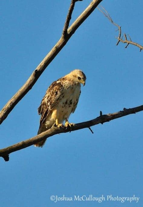 Red Tailed Hawk Focusing On Wildlife