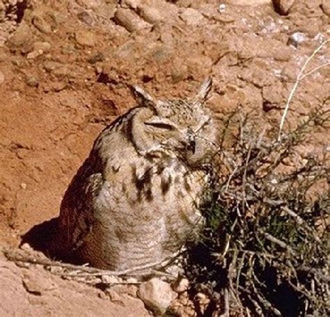 Arriba Foto Diferencia Entre Buho Tecolote Y Lechuza Lleno