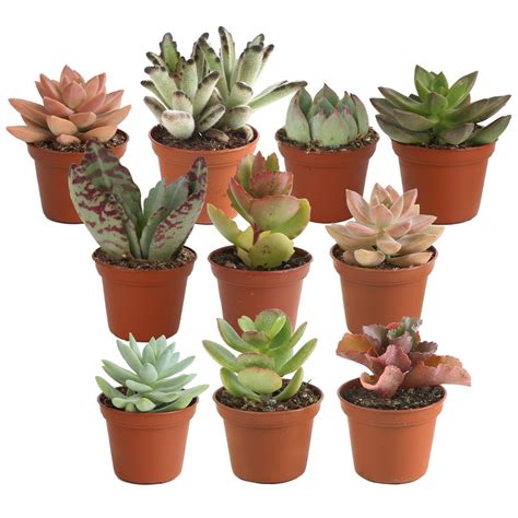 Costa Farms Indoor 10 Assorted Succulents House Plant In 2 Inch Nursery Pot And Reviews Wayfair