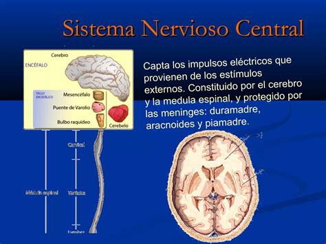 Transmisi N Del Impulso Nervioso Ppt