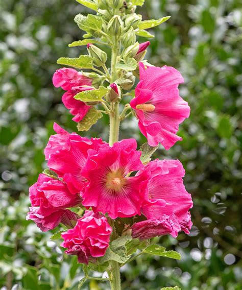 Hollyhocks care and growing guide: expert tips | Homes & Gardens