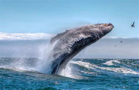 Whale Watching In California Avila Beach Pismo Beach And San Luis