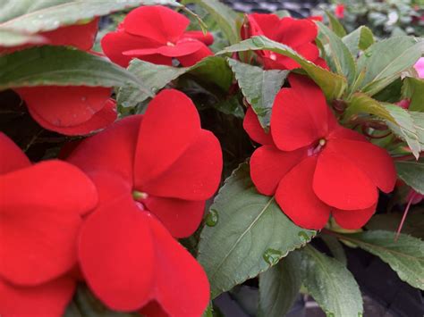 Impatiens New Guinea Red | Bloom-Masters