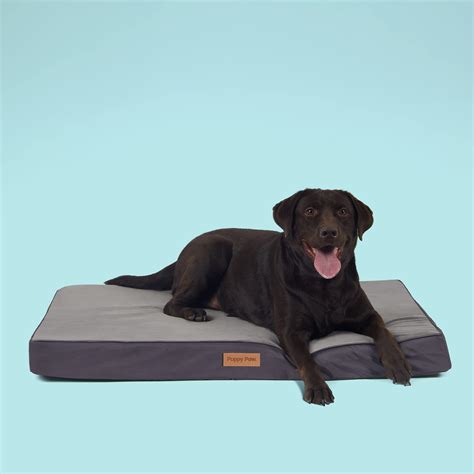 How Do You Get Dog Urine Out Of Memory Foam