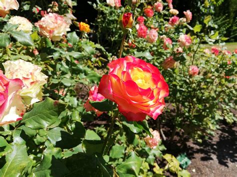 Christchurch botanic Gardens, in the rose garden. Look at the colours