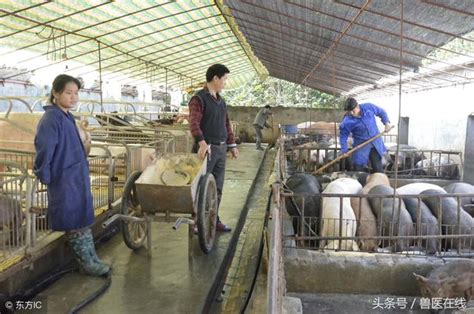 2千養殖場清拆，210元一平方的拆遷費用，養豬人你怎麼看？ 每日頭條