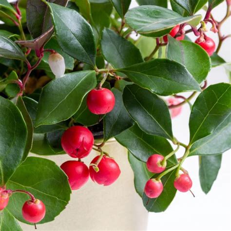 Gaultheria Procumbens Big Berry Leafwise