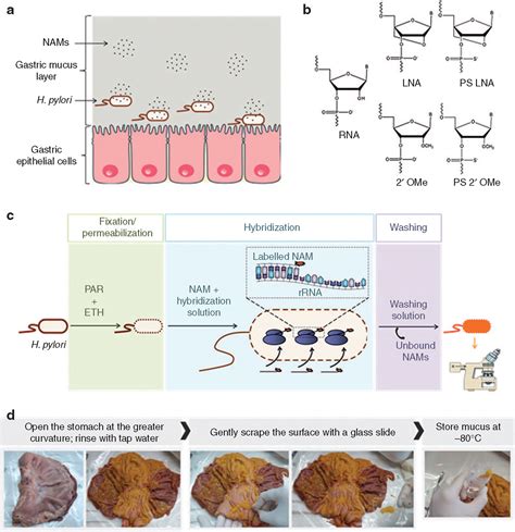 Effect Of Native Gastric Mucus On In Vivo Hybridization Therapies