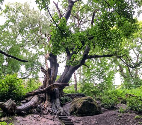 Alton Towers Visiting The Chained Oak Just Theme Parks