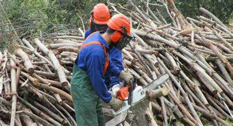 Agricultura Resuelve Las Convocatorias De Proyectos Forestales De Los