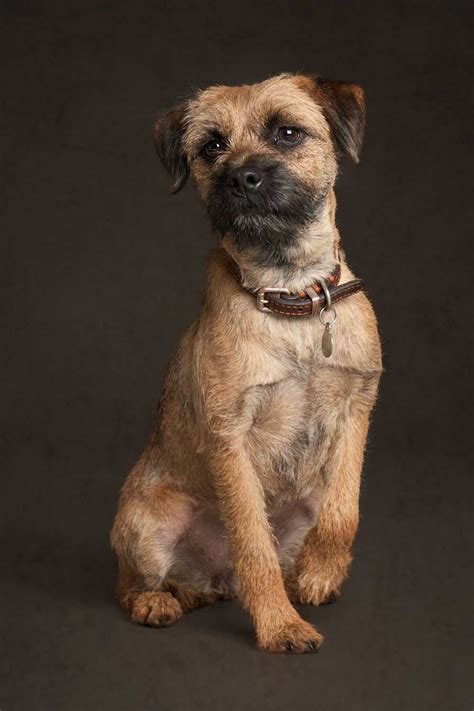 Dog Pawtrait Portfolio The Portrait Company