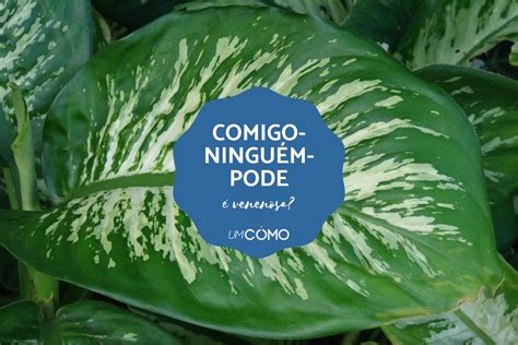 A Planta Comigo Ninguem Pode É Venenosa - Comigo-ninguém-pode é venenosa para pessoas e animais?